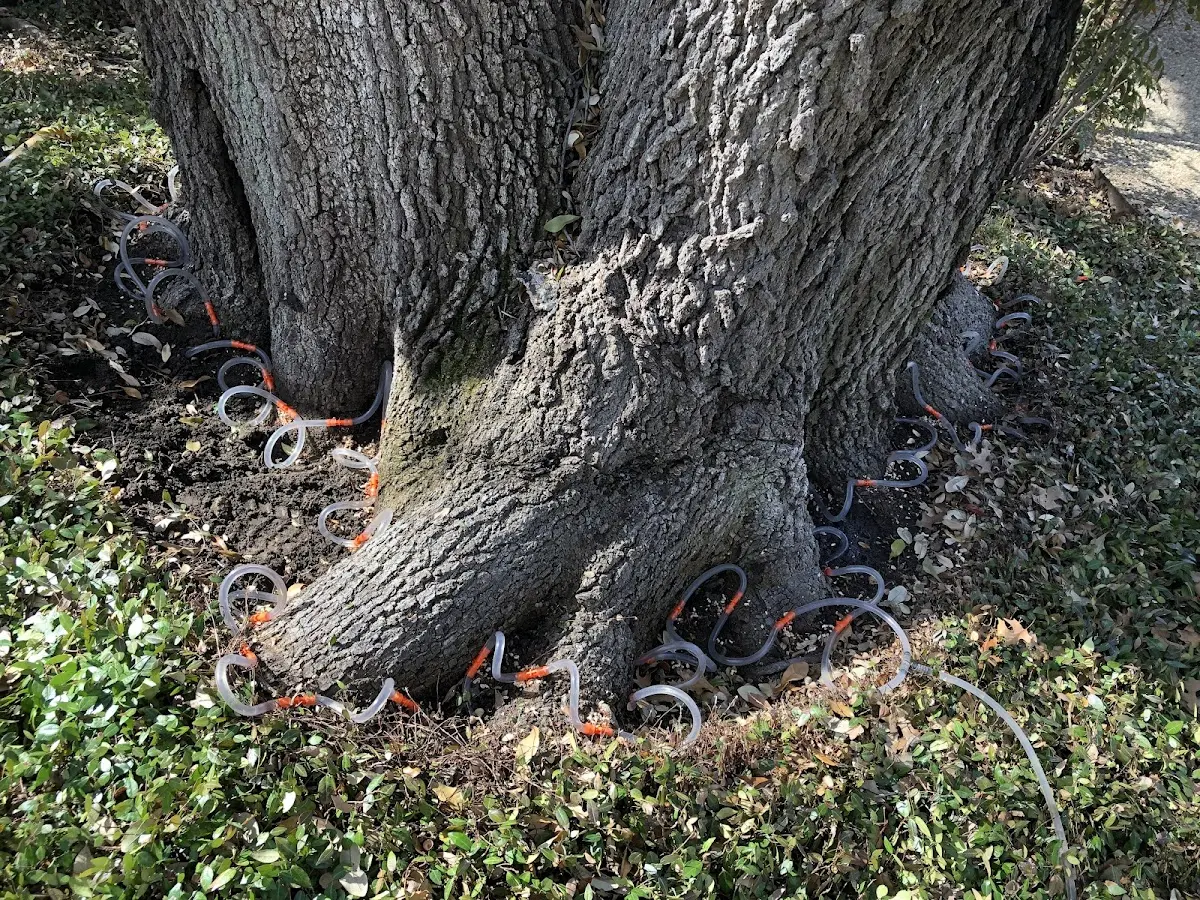 Detailed Tree Cabling and Bracing job site in Blaine