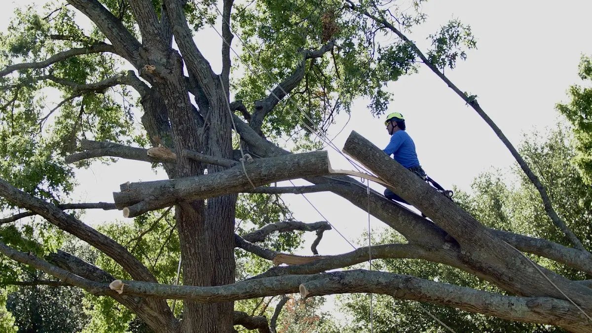 Professional Crown Thinning performed by certified arborists in Blaine