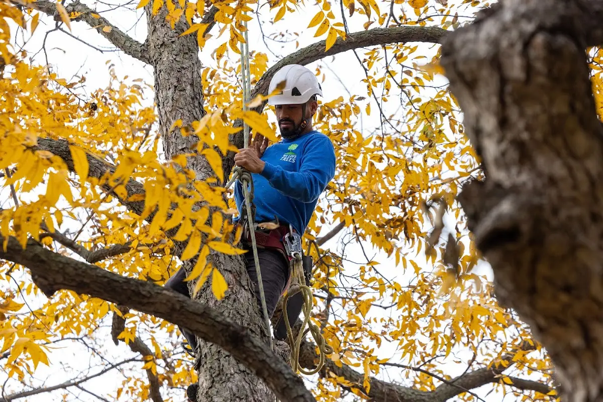 Skilled Tree Trimming crew working in Blaine
